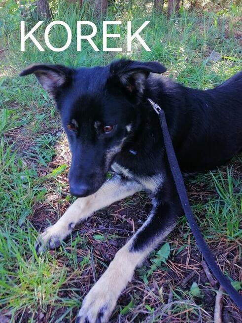 Psy ze schroniska BAROS w Suchedniowie polecają się do adopc