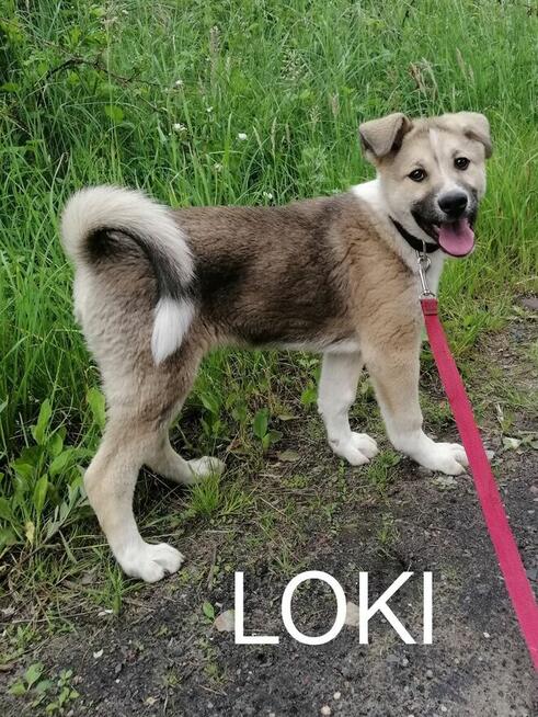 Psy ze schroniska BAROS w Suchedniowie polecają się do adopc