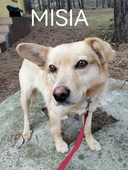 Psy ze schroniska BAROS w Suchedniowie polecają się do adopc