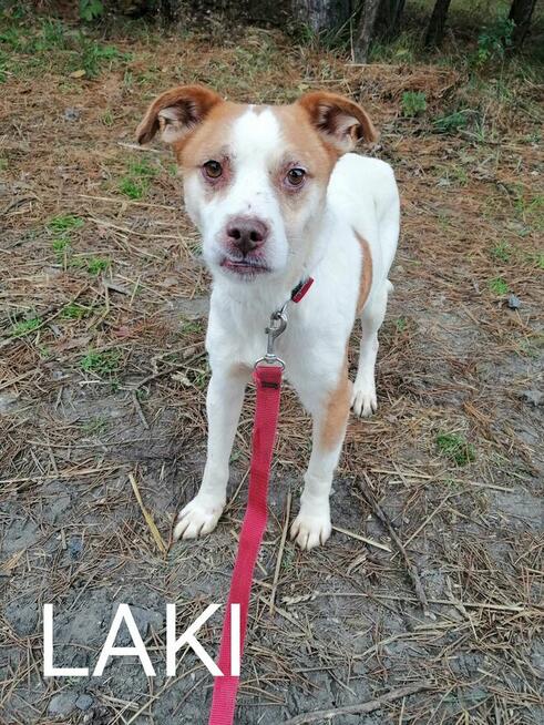 Psy ze schroniska BAROS w Suchedniowie woj świętokrzyskie po