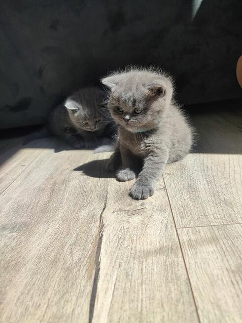 Koty brytyjskie niebieskie krótkowłose