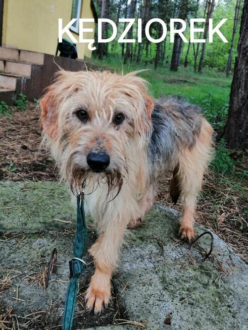 Psy ze schroniska BAROS w Suchedniowie polecają się do adopc