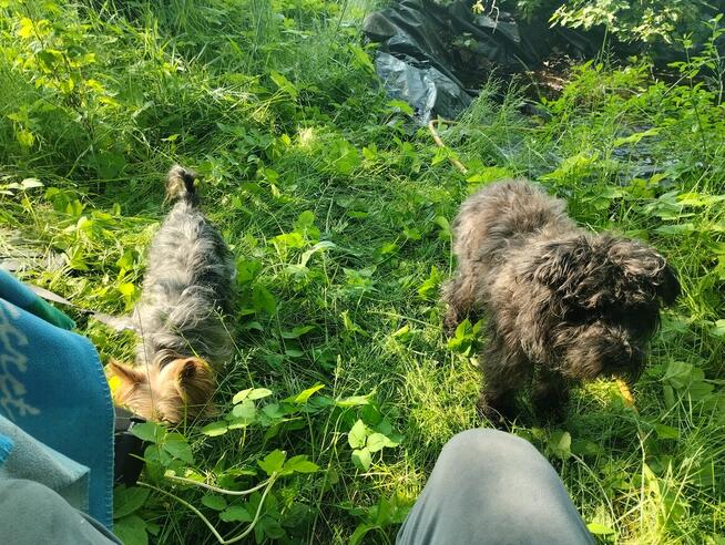 Uroczy Sznaucer miniaturowy