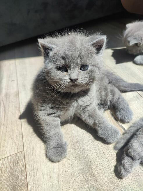 Koty brytyjskie niebieskie krótkowłose