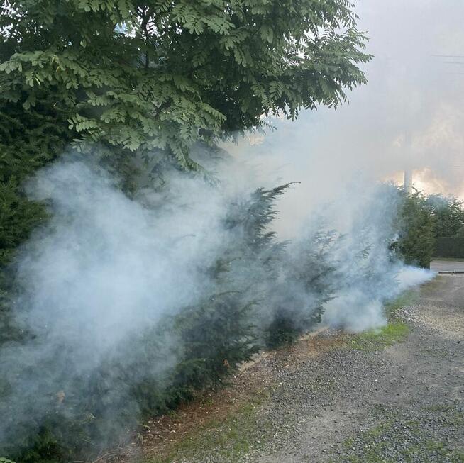 Zwalczanie Insektów