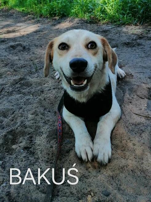 Psy ze schroniska BAROS w Suchedniowie polecają się do adopc