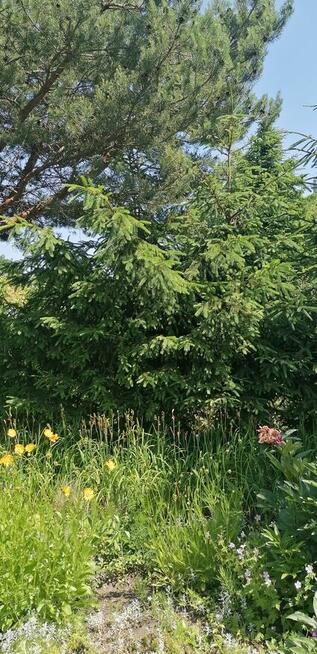 Działka ROD Jarzębina Altana murowana dwukondygnacyjna, wędz