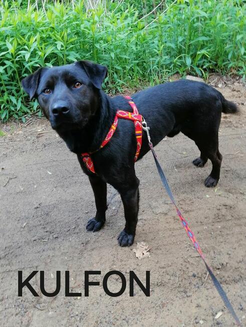 Psy ze schroniska BAROS w Suchedniowie polecają się do adopc