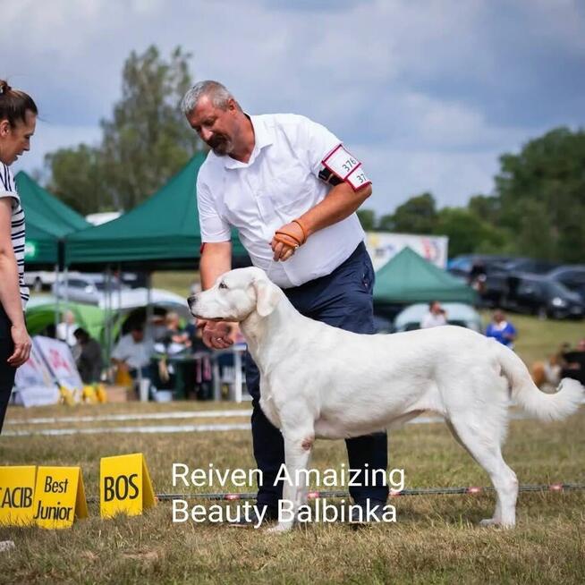 Owczarek środkowoazjatycki
