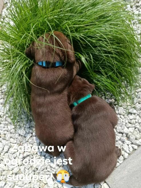 Labrador Retriever -szczeniaki czekoladowe