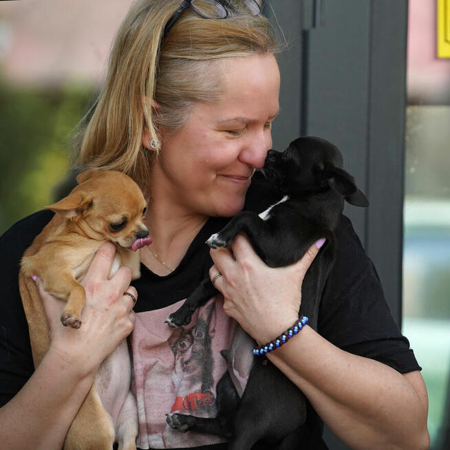 Chihuahua SUCZKA po Ch.PL, okolice W-wy, FCI