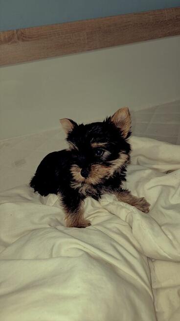 Yorki terrier 2pieski.