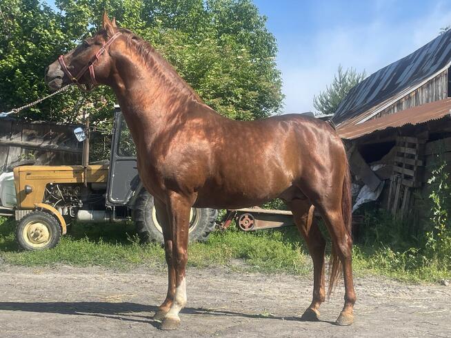 Ogierek małopolski 3-letni