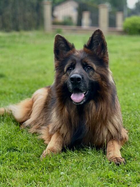 Owczarek niemiecki długowłosy owczarki szczeniaki POTĘŻNE!