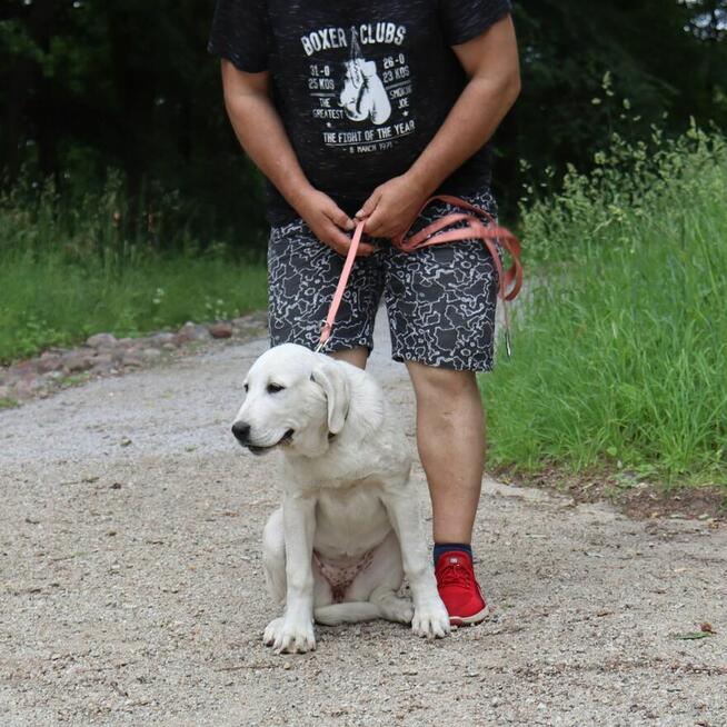 Owczarek środkowoazjatycki