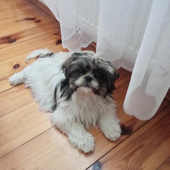 Shi Tzu 7 miesięcy