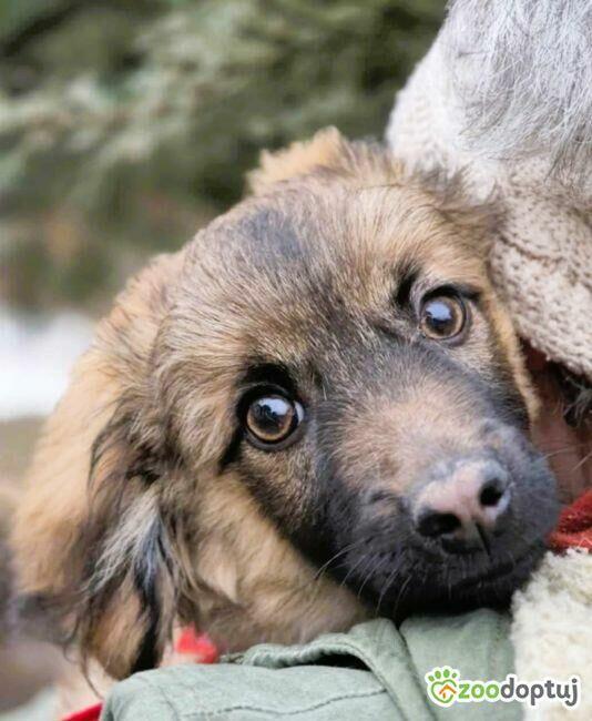 BURSZTYNEK - psie dziecko szuka super domu