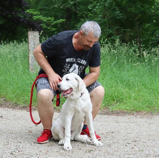 Owczarek środkowoazjatycki