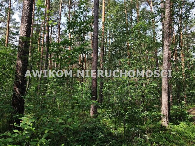 Działka leśna Grabina Radziwiłłowska gm. Puszcza Mariańska