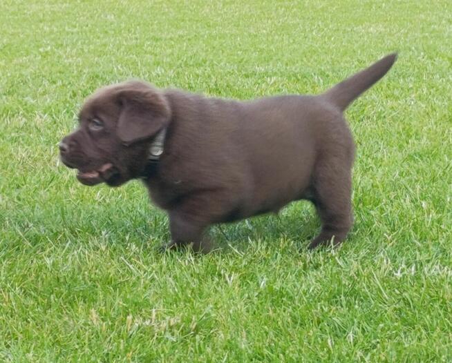 Labrador Retriever -szczeniaki czekoladowe