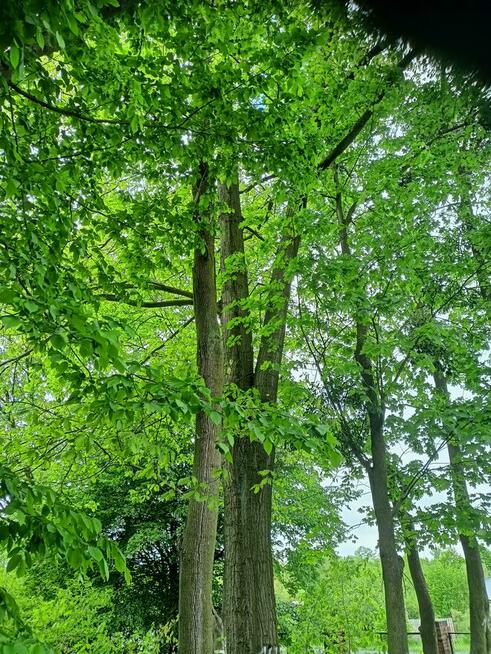 Działka budowlana nr 756