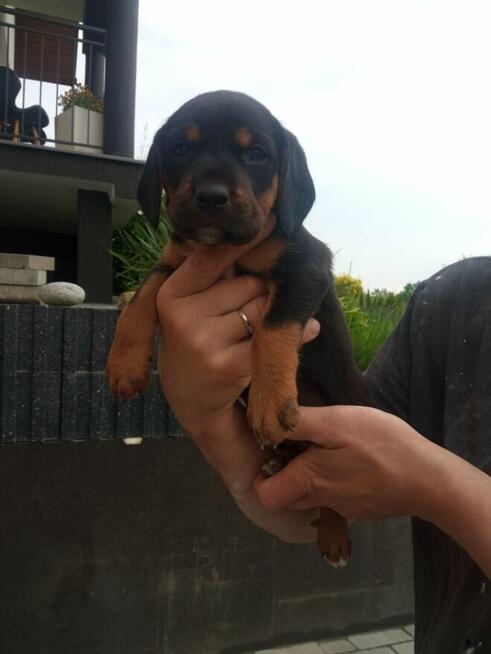 Oddam pieski rasy Gończy Polski