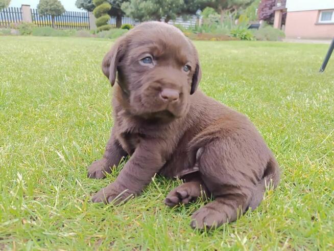 Labrador Retriever -szczeniaki czekoladowe