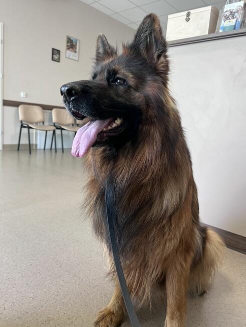 Owczarek niemiecki długowłosy owczarki szczeniaki POTĘŻNE!