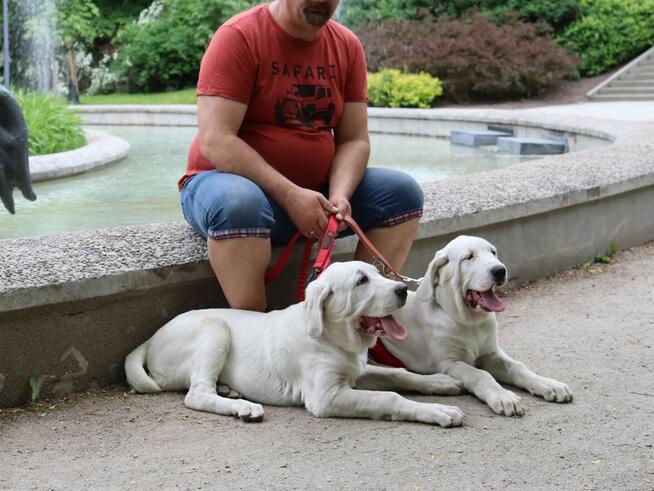 Owczarek środkowoazjatycki