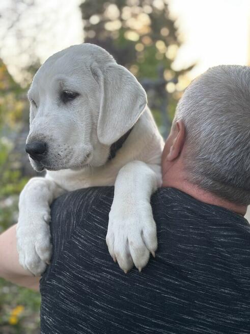 Owczarek środkowoazjatycki