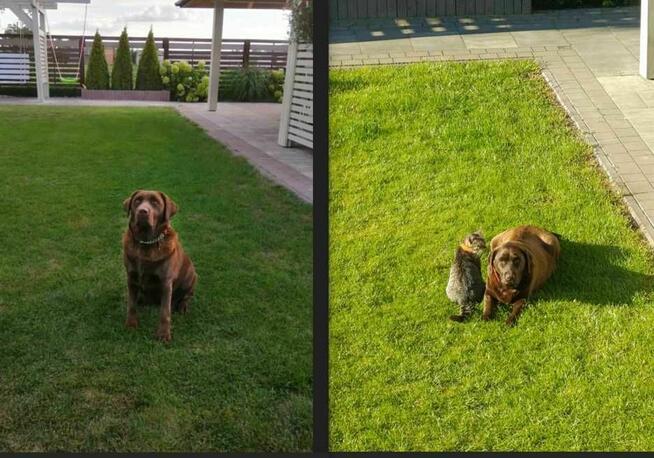 Labrador Retriever -szczeniaki czekoladowe