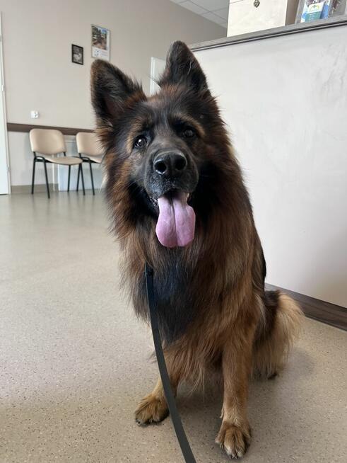 Owczarek niemiecki długowłosy owczarki szczeniaki POTĘŻNE!