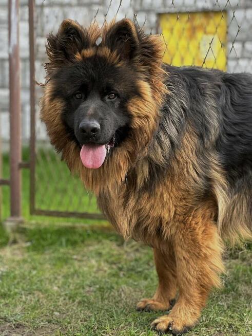 Owczarek niemiecki długowłosy owczarki szczeniaki POTĘŻNE!