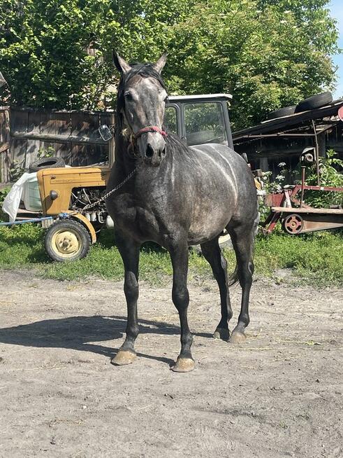 Ogierek małopolski 3-letni