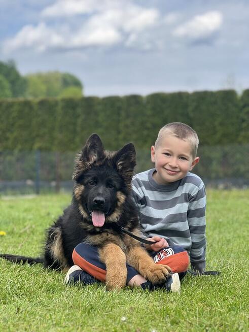 Owczarek niemiecki długowłosy owczarki szczeniaki POTĘŻNE!