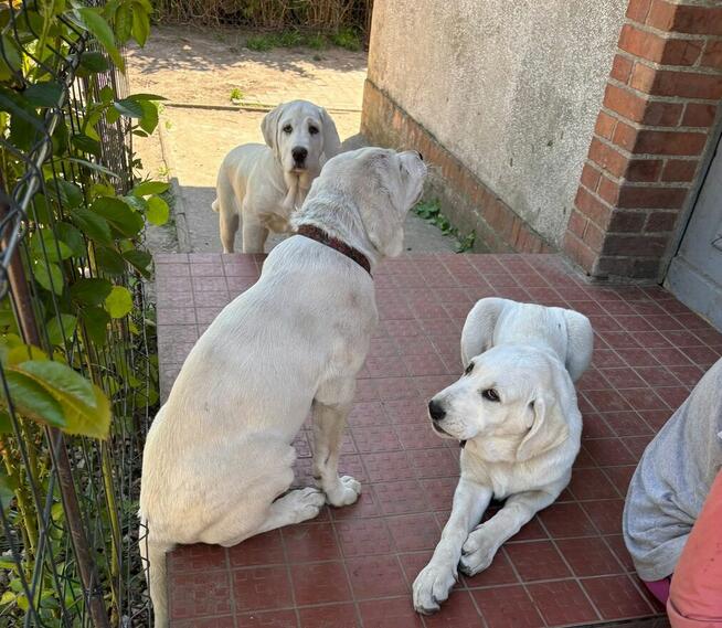 Owczarek środkowoazjatycki