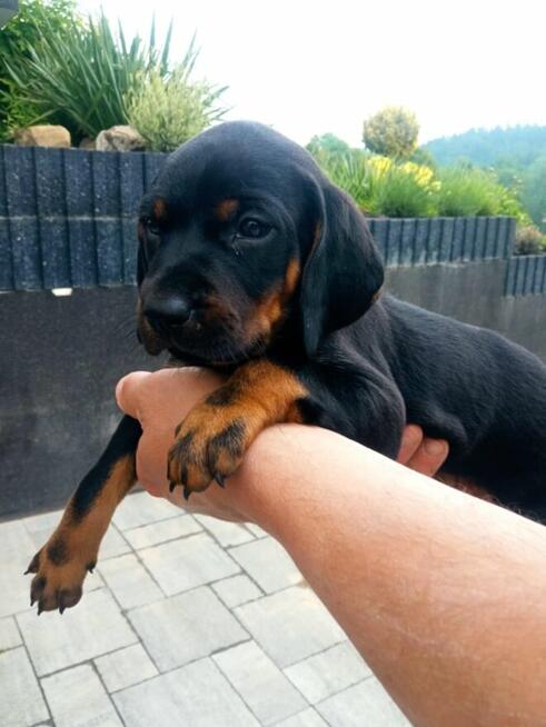 Oddam pieski rasy Gończy Polski