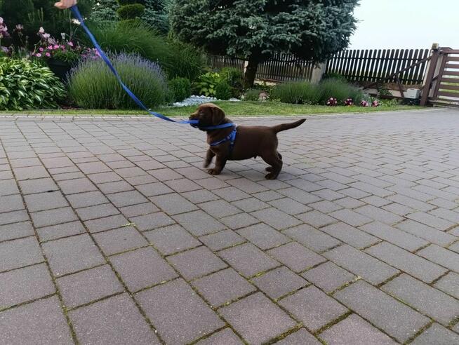 Labrador Retriever -szczeniaki czekoladowe