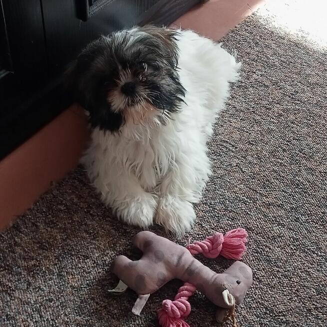 Shi Tzu 7 miesięcy