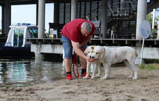 Owczarek środkowoazjatycki