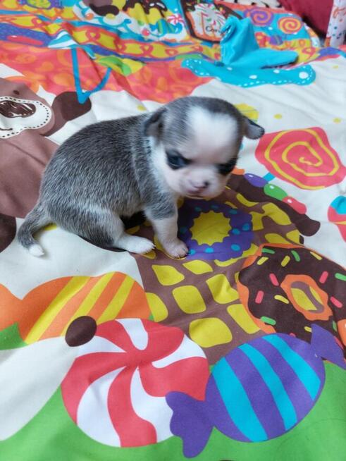 Piesek chihuahua