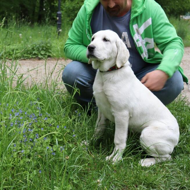 Owczarek środkowoazjatycki