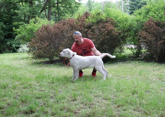 Owczarek środkowoazjatycki