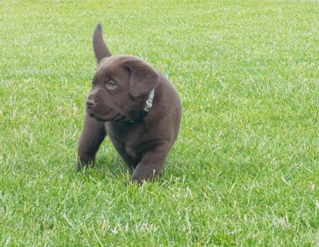 Labrador Retriever -szczeniaki czekoladowe