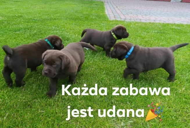 Labrador Retriever -szczeniaki czekoladowe