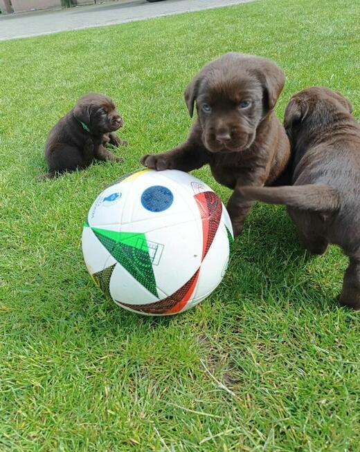 Labrador Retriever -szczeniaki czekoladowe