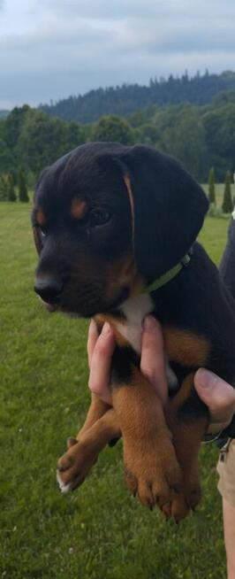 Oddam pieski rasy Gończy Polski