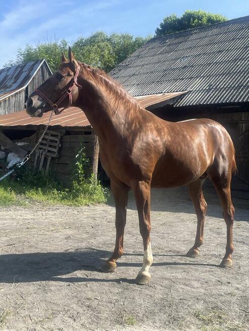 Ogierek małopolski 3-letni