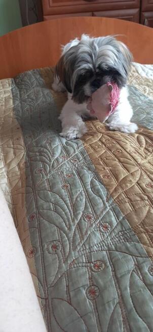 Shi Tzu 7 miesięcy