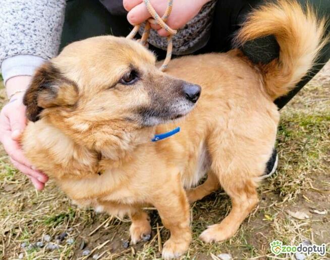 JÓZIO - mały super seniorek szuka PILNIE domu